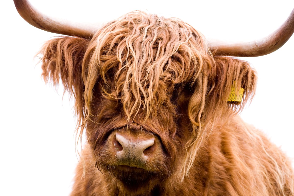 Scottish Highlands Cows