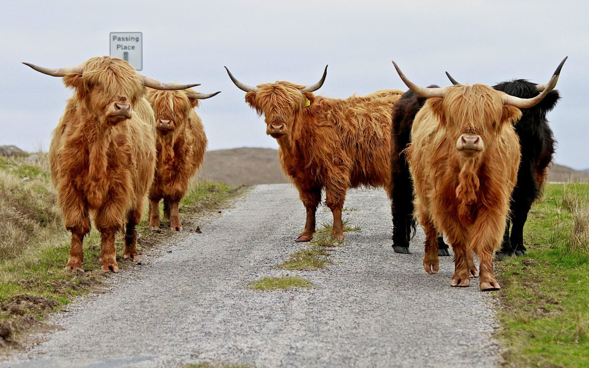 A Highland Coo и человек