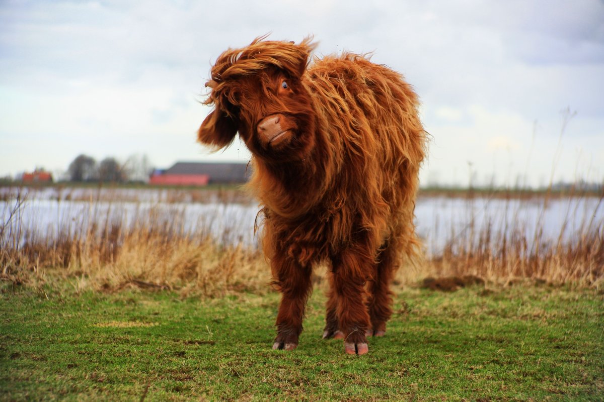 Кучерявые коровы