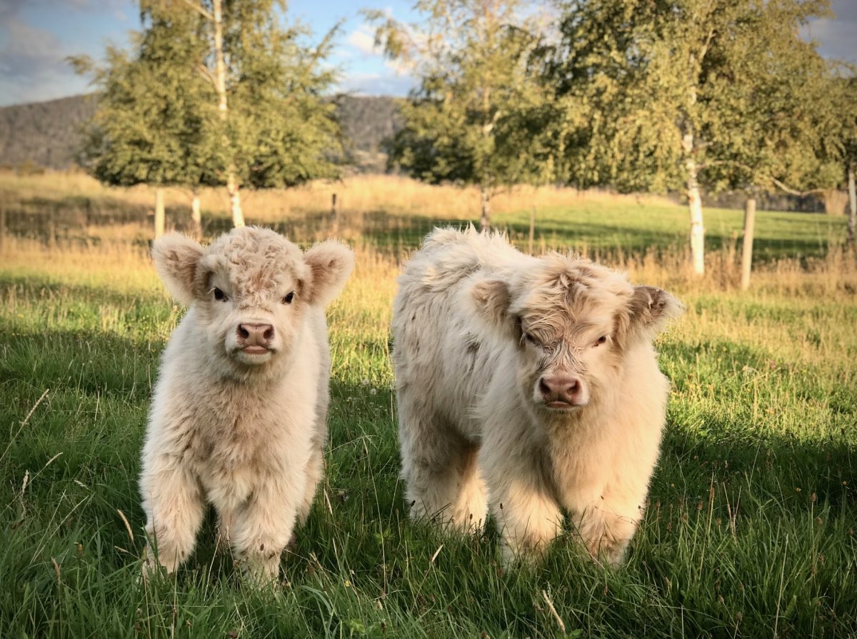 Кудрявая коричневая корова