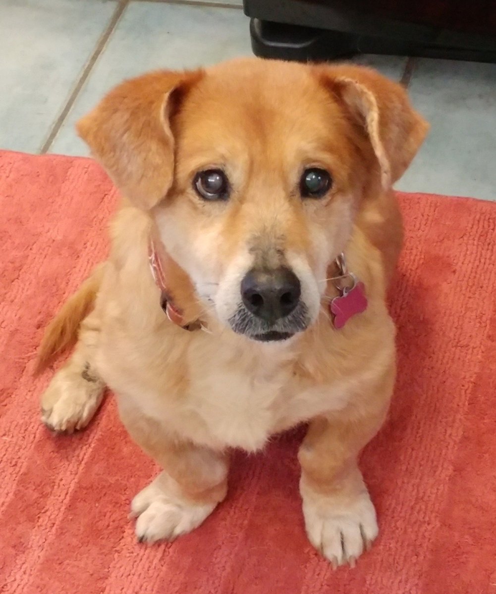 Вельш корги и лабрадор