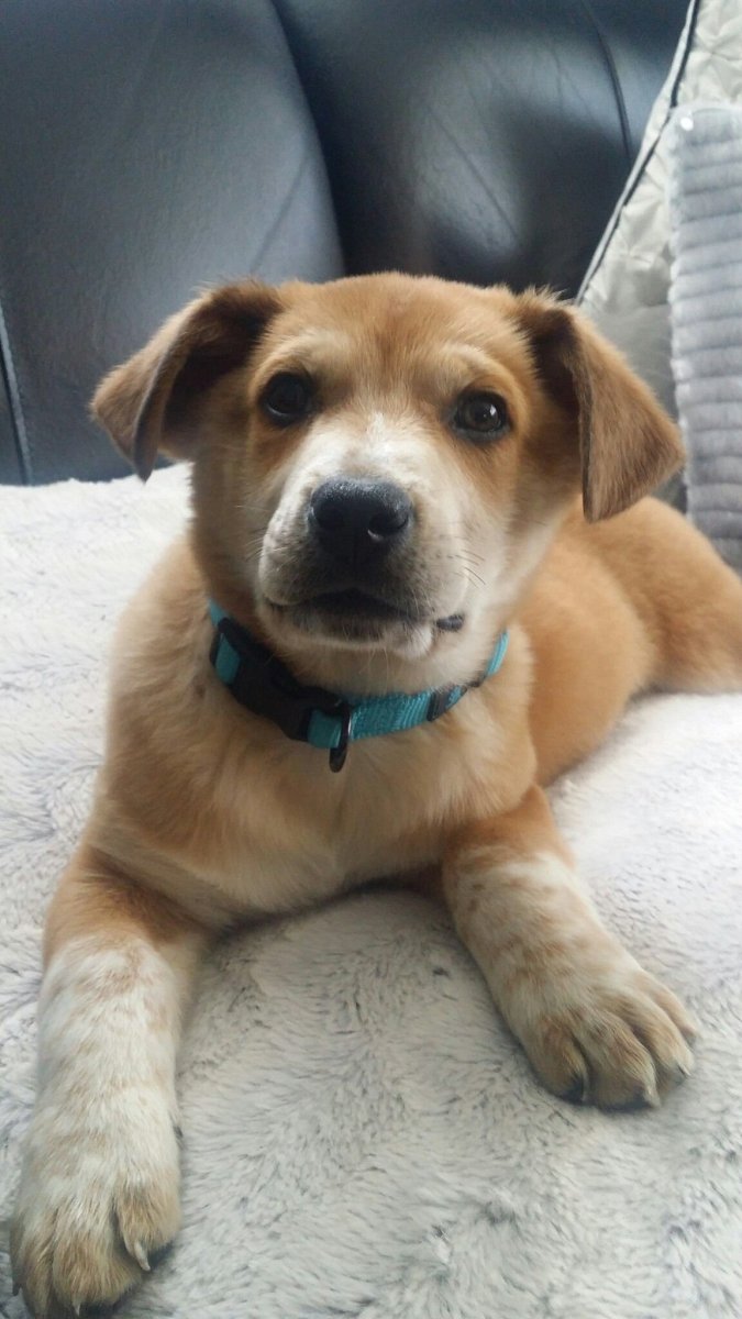 Метис корги и лабрадора