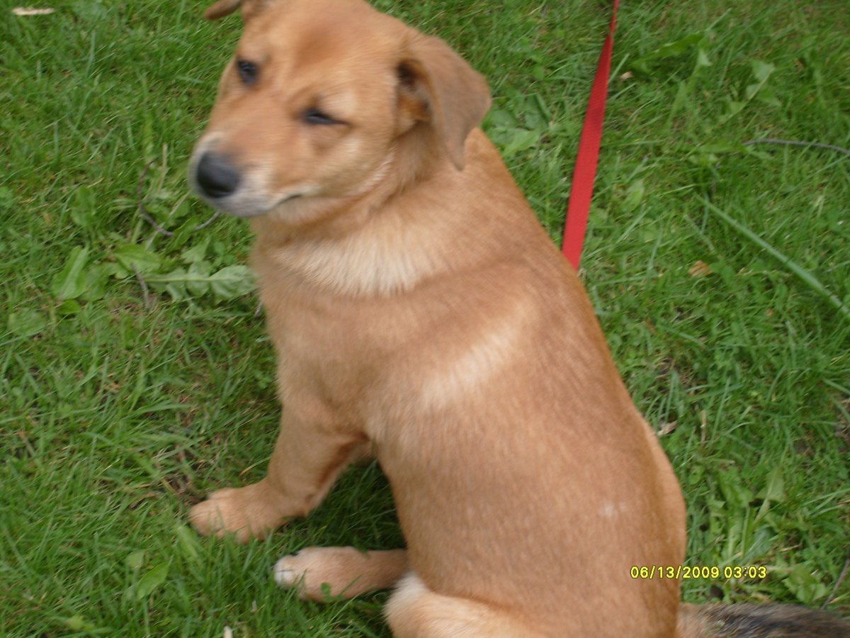 Вельш корги Голден ретривер метис