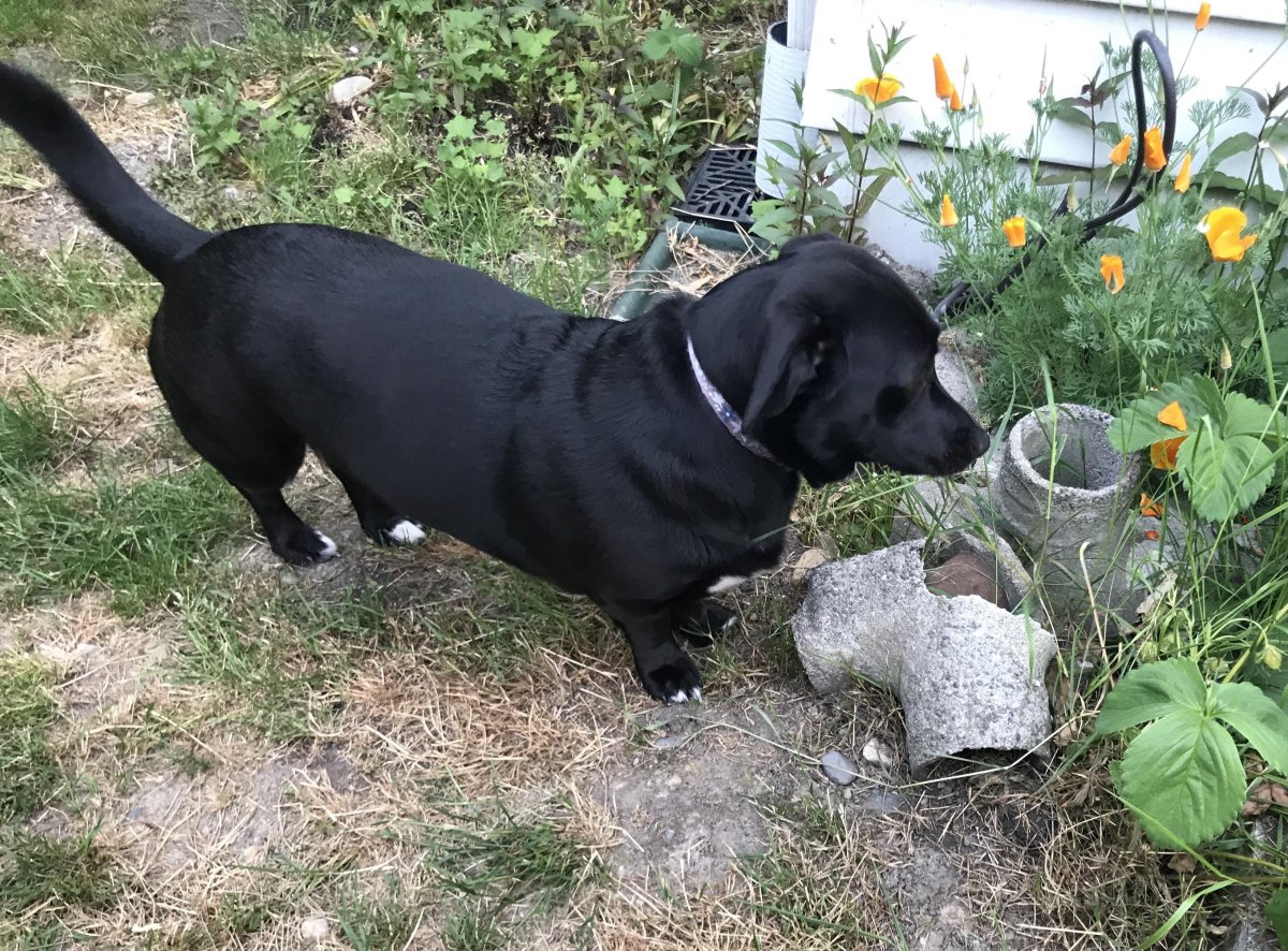 Пойнтер и далматинец