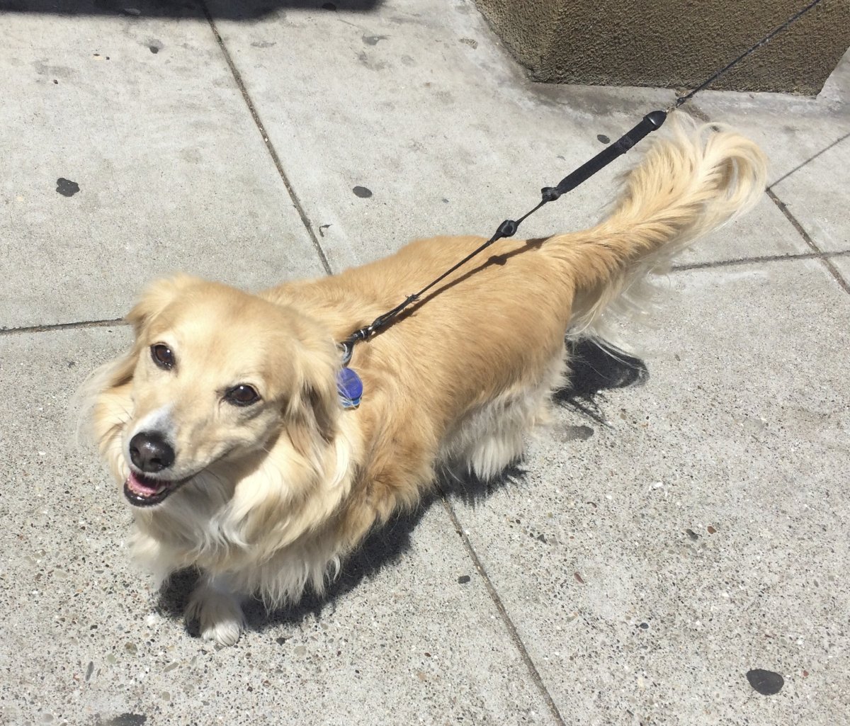 Метис корги и лабрадора