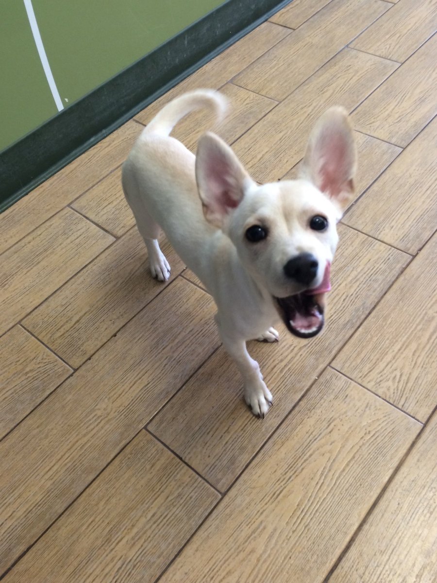 Метис корги и Джек Рассела