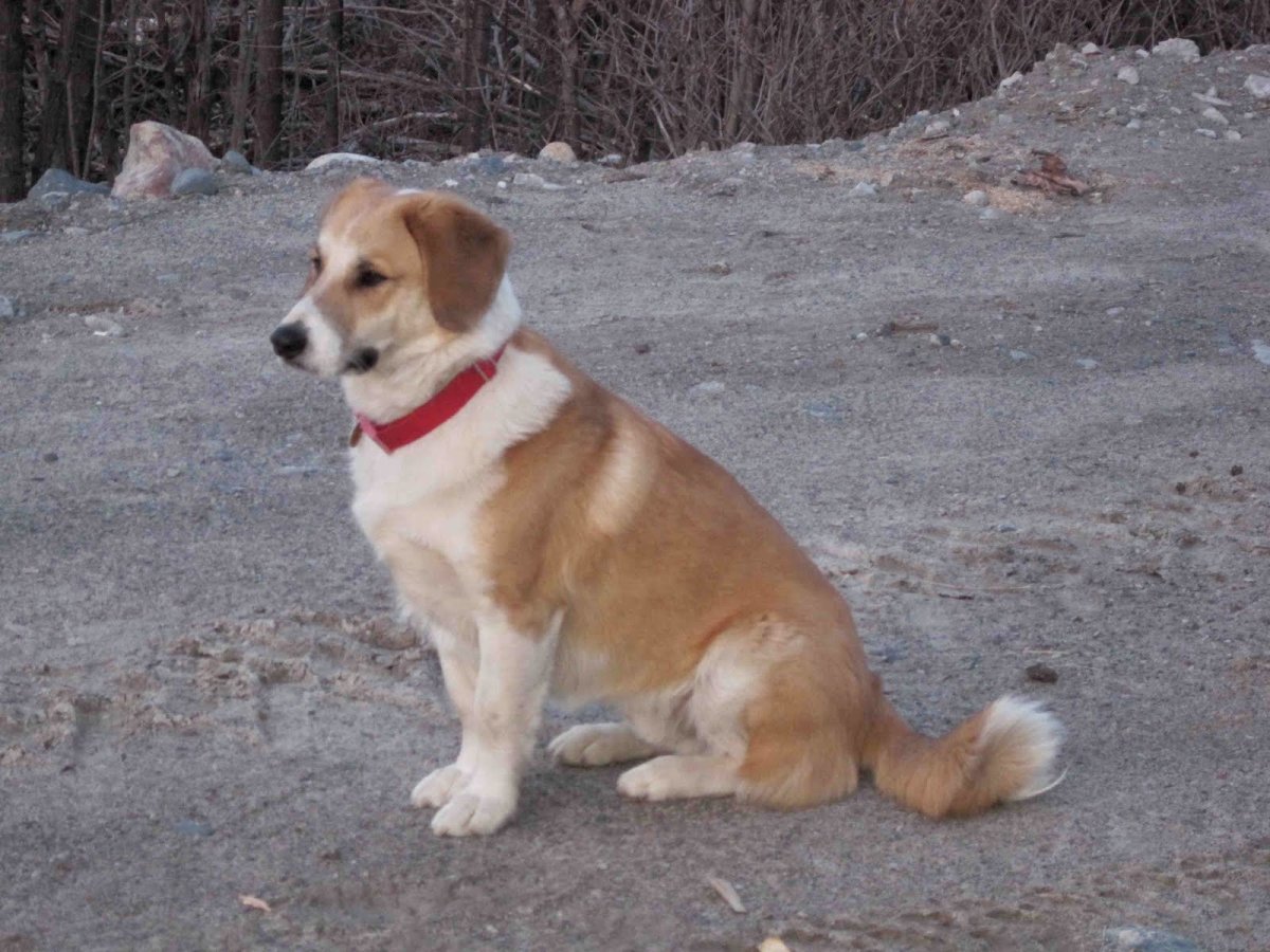 Бигль и корги метис