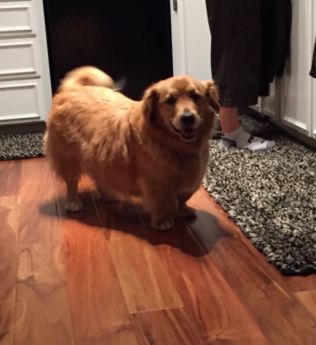 Метис хаски и золотистого ретривера