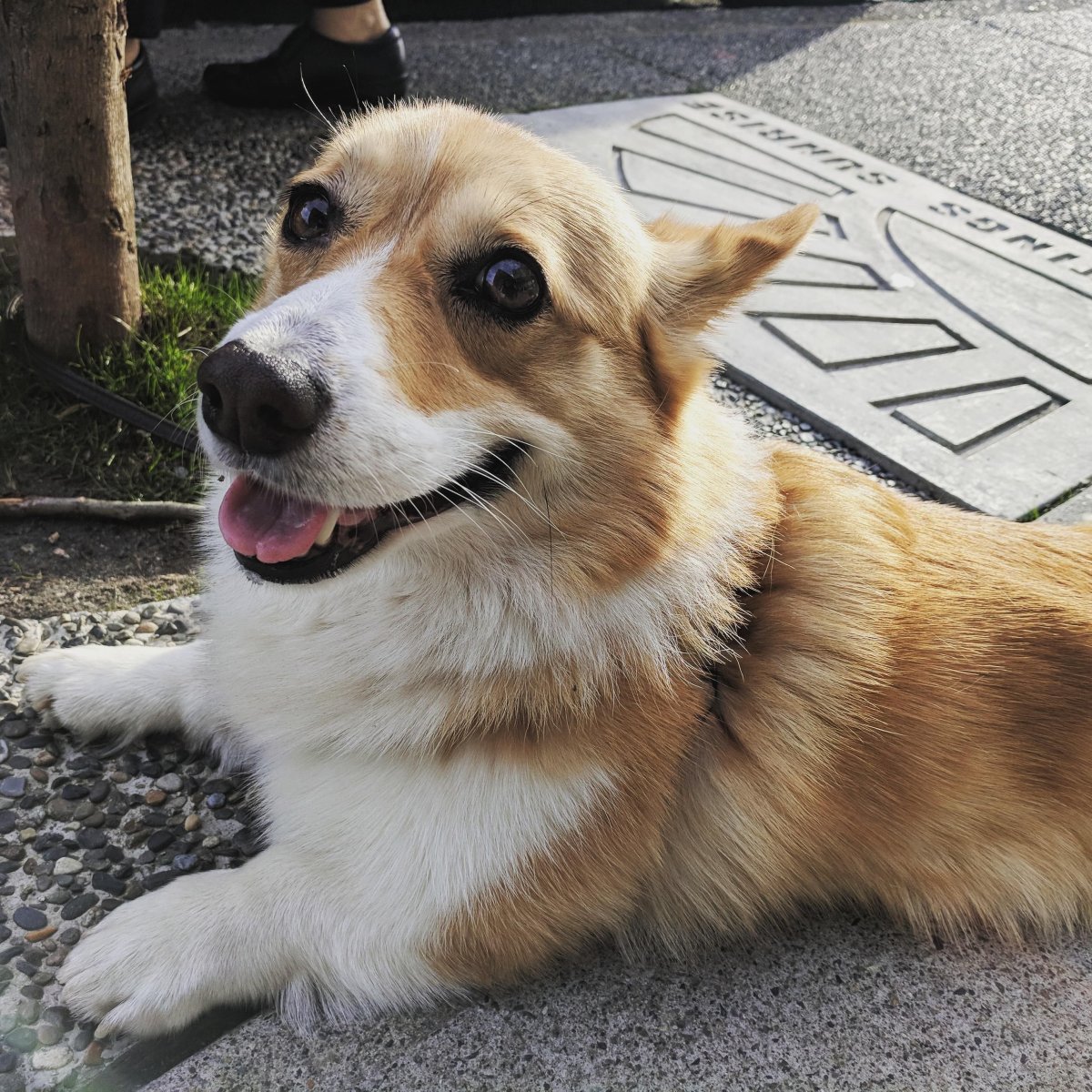 Доберман и корги