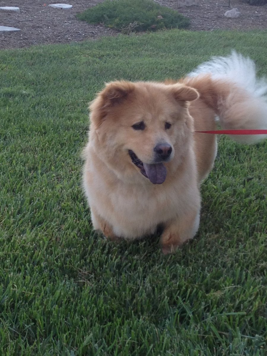 Чау и корги