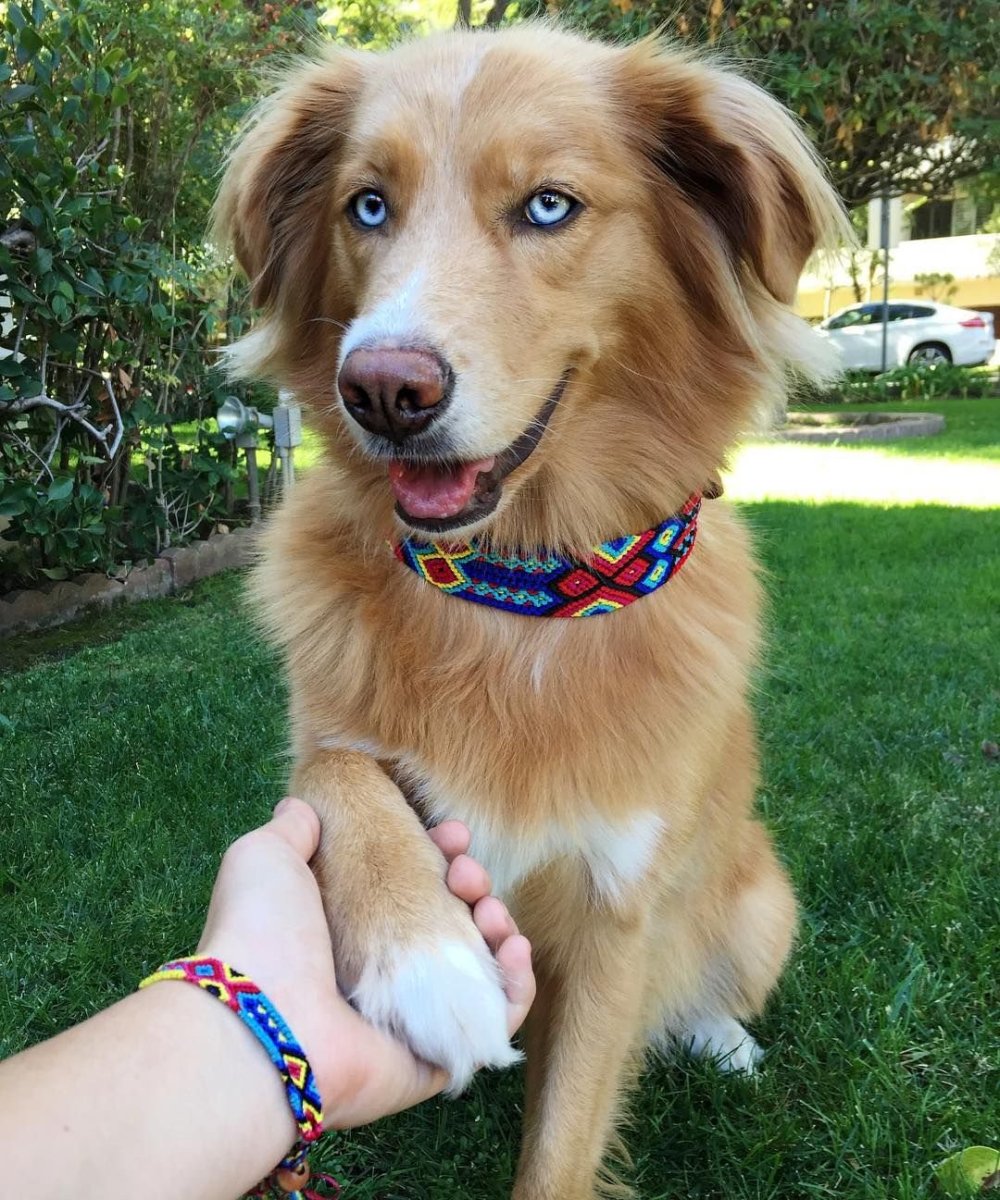 Щенки метисы бордер колли