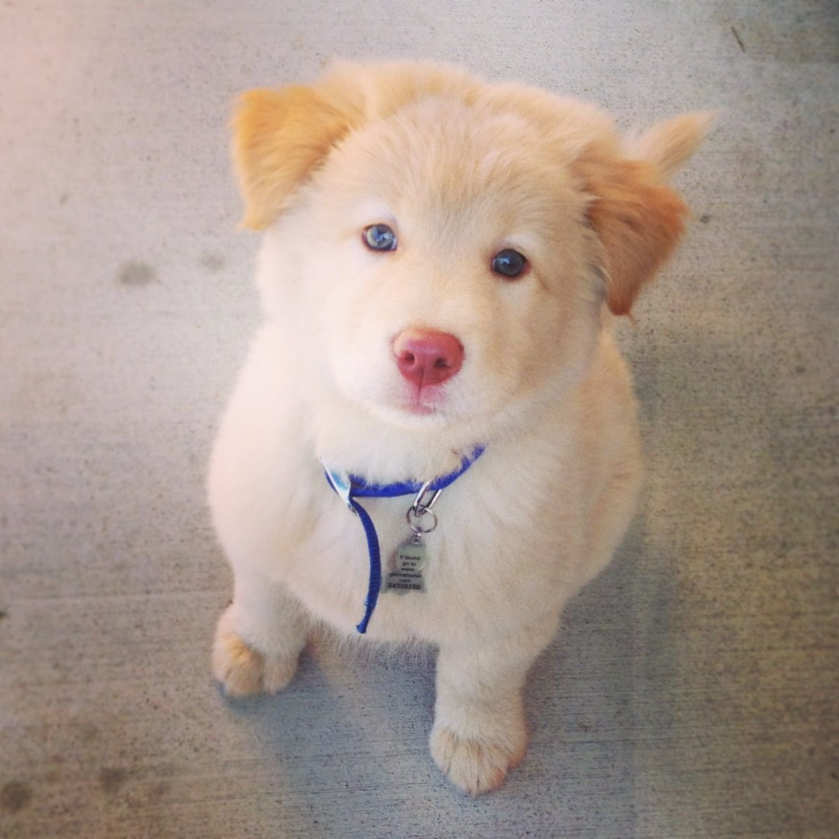 Метис ретривера и хаски