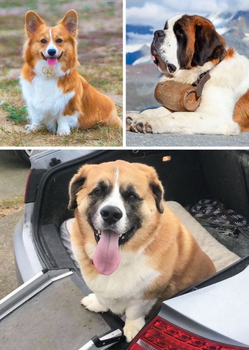 Метис корги и лабрадора