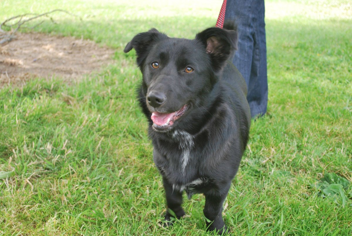 Метис корги и лабрадора