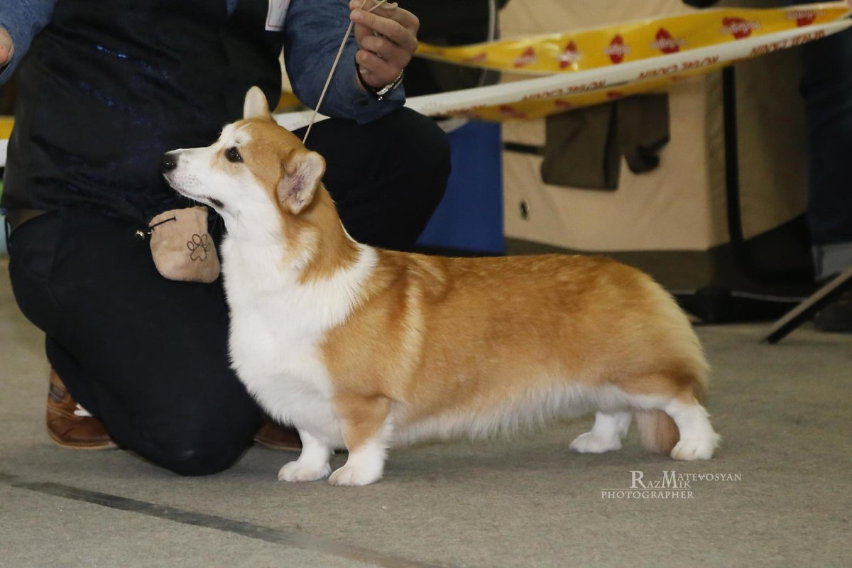 Бигль и корги