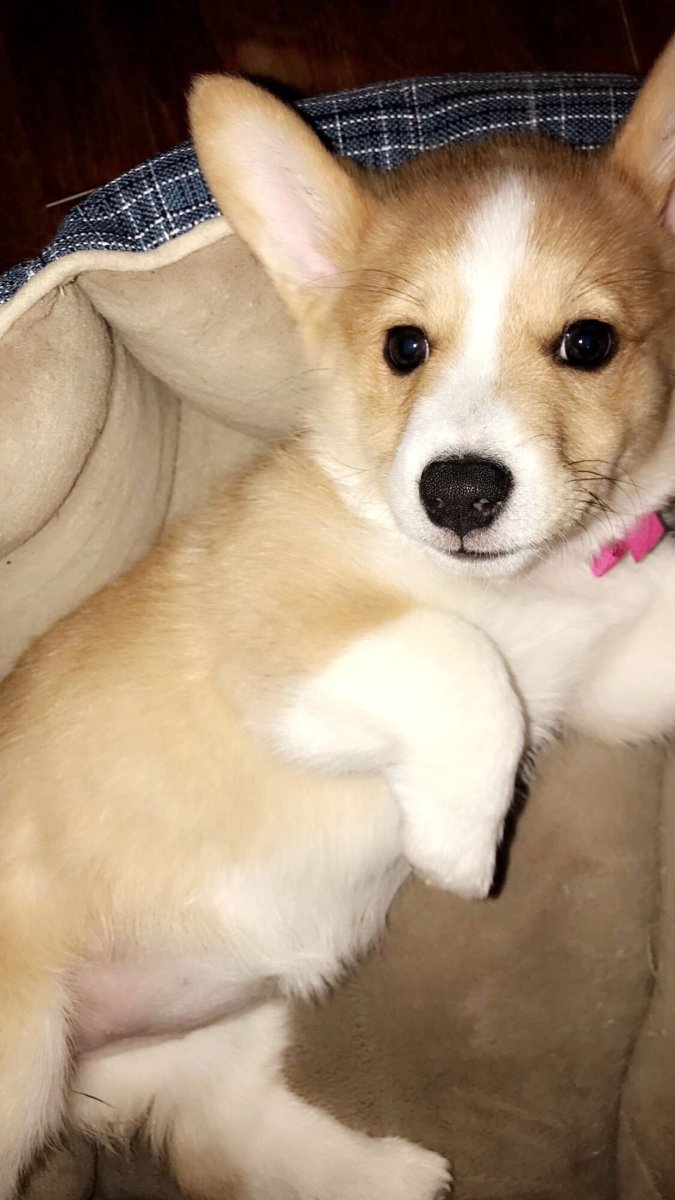 Метис корги и лабрадора