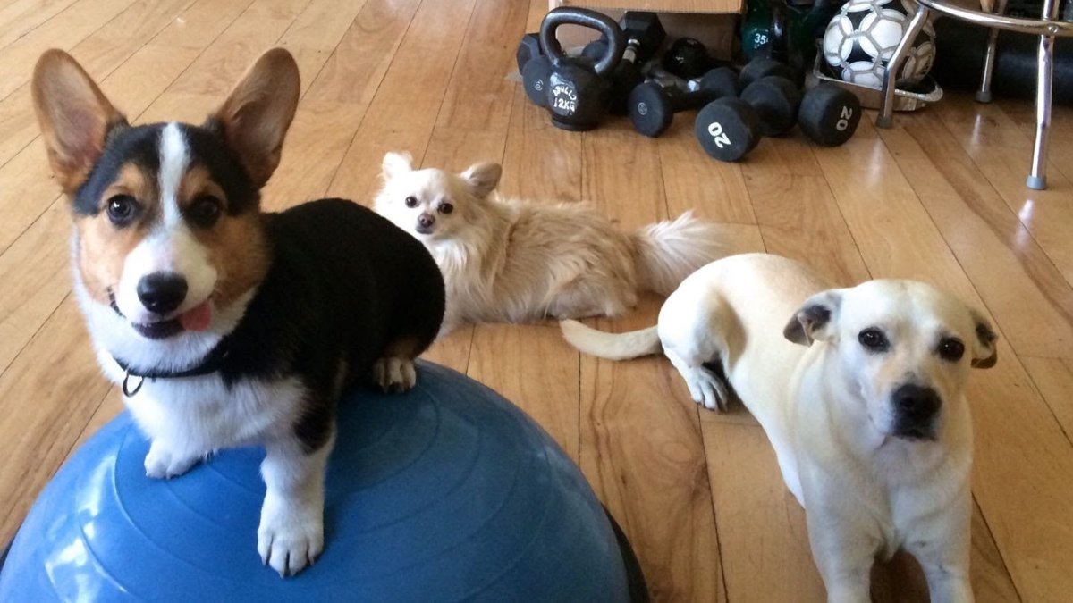 Корги и хаски