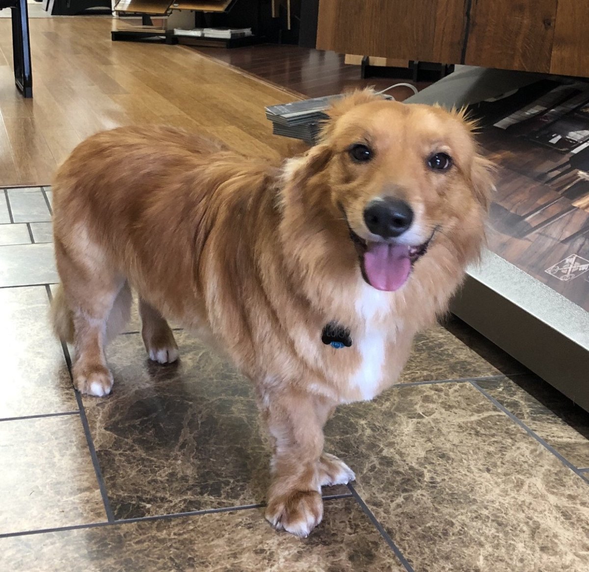 Метис корги и ретривера