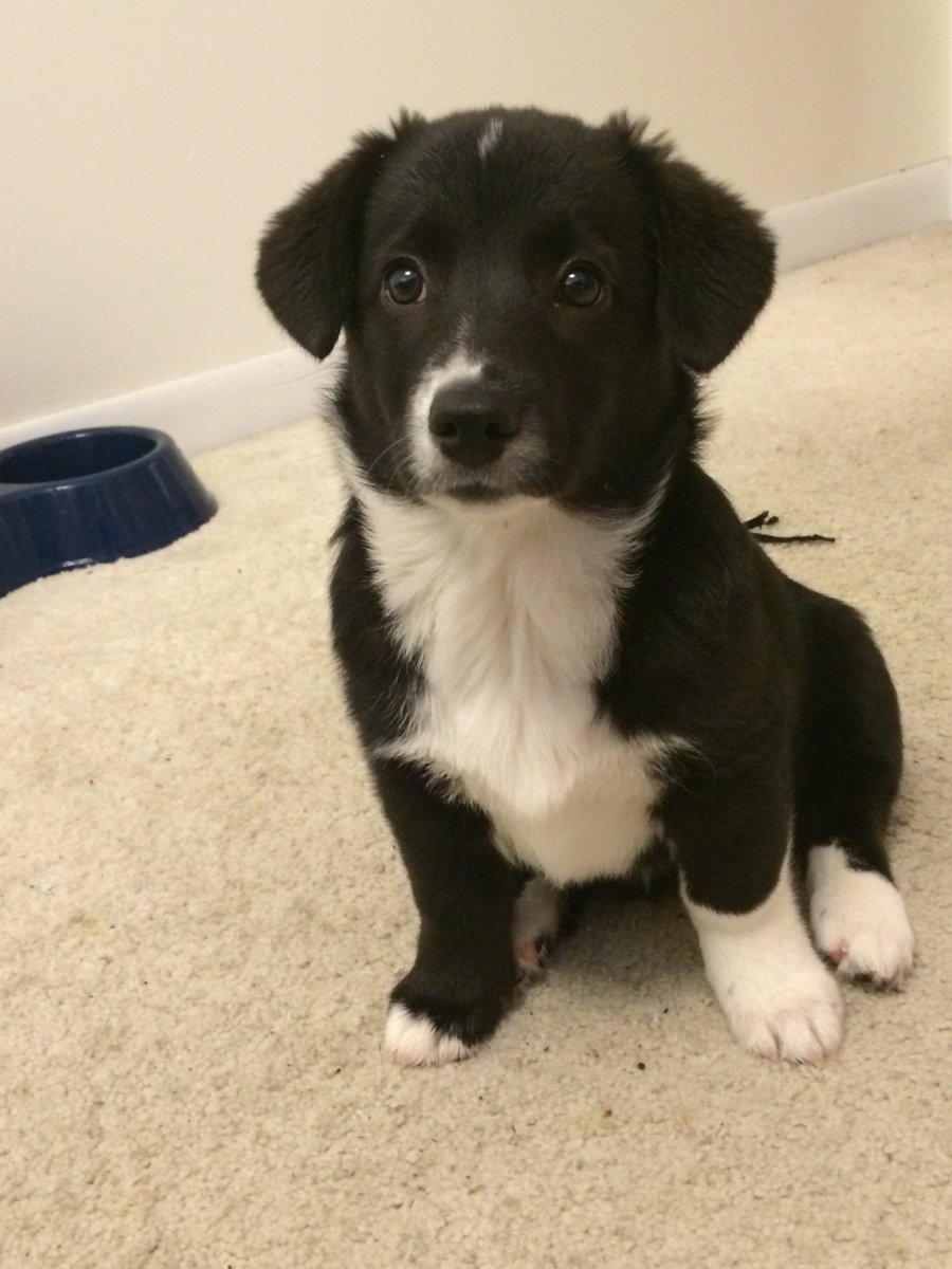 Белый корги