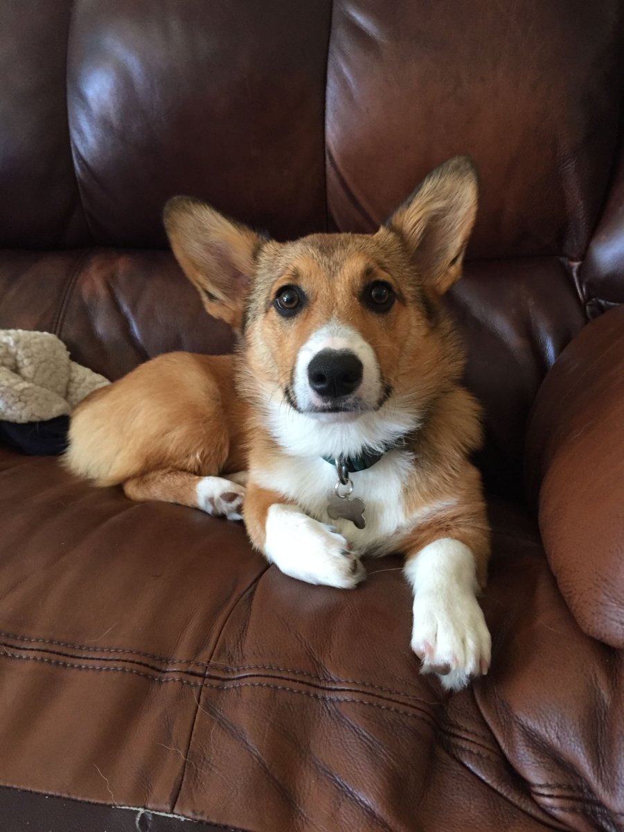 Корги собака метис