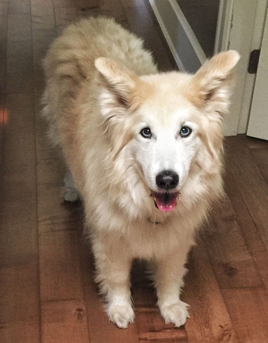 Метис вельш корги и шпица