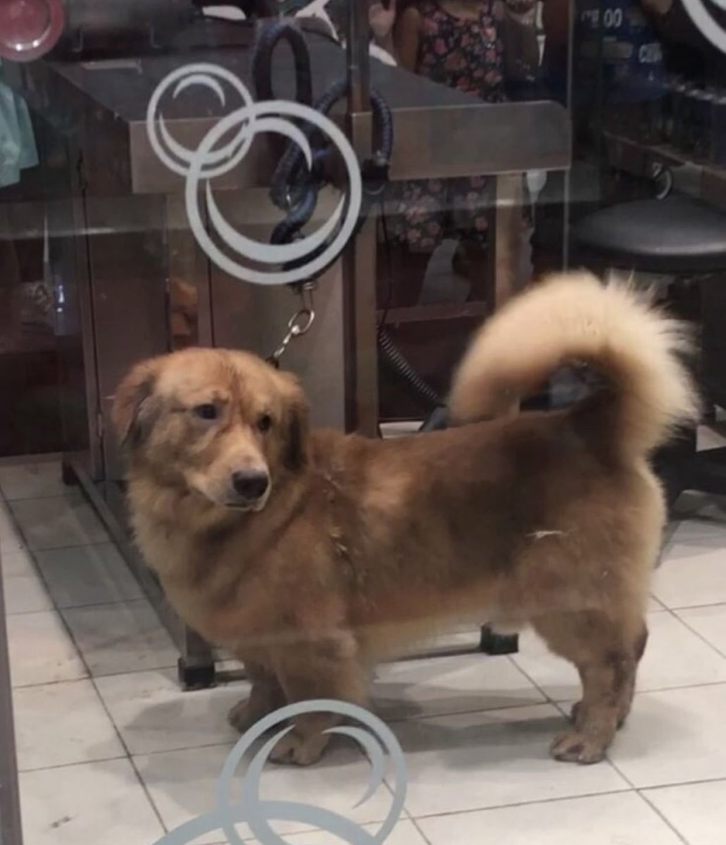 Метис корги и Голден ретривер