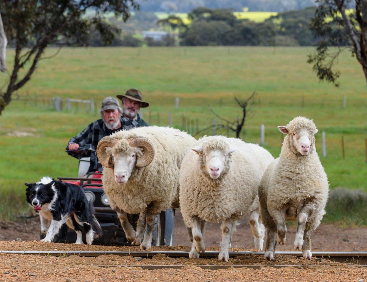 Баран прикол