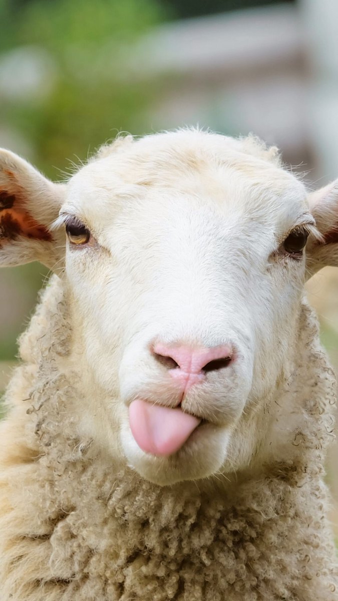 Прикольный баран