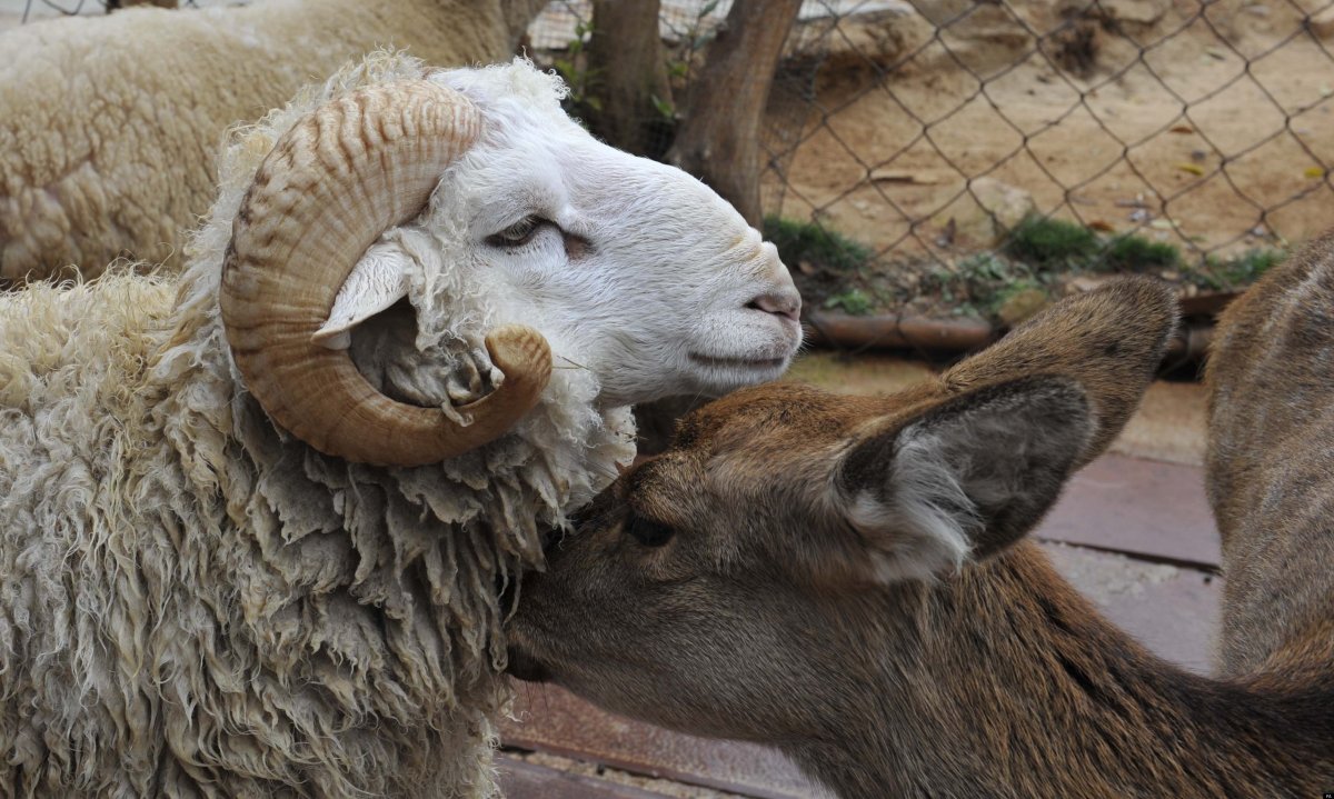 Грустная коза