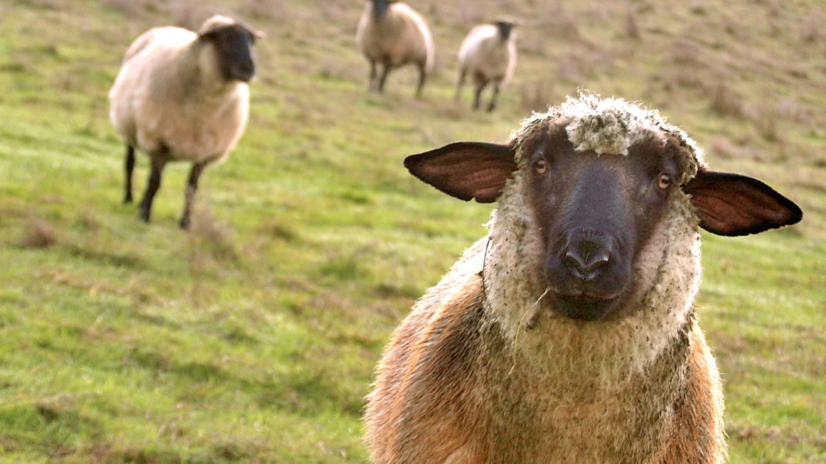 Тату 2 барана