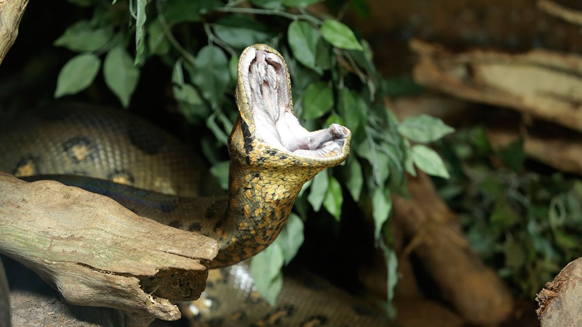 Анаконда змея маленькая