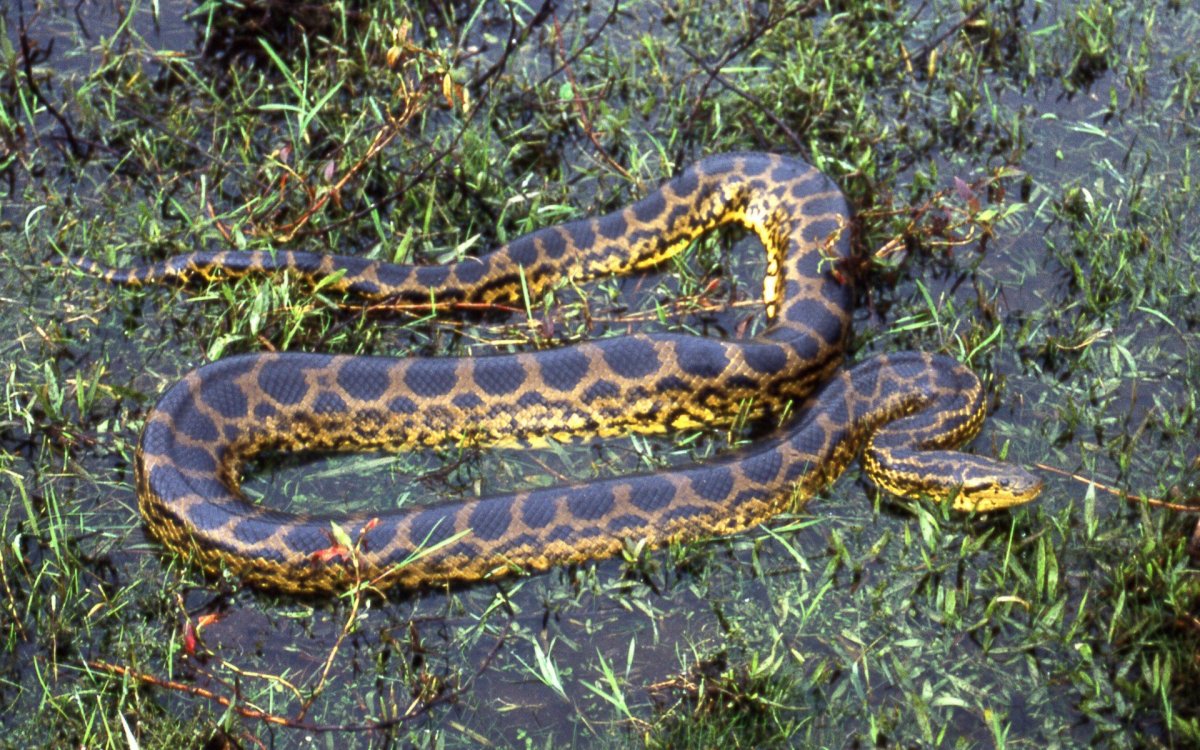 Анаконда змея