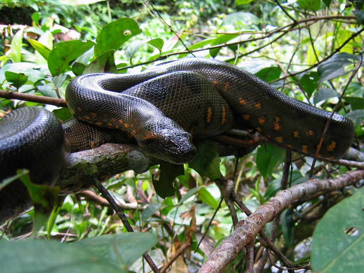 Эквадор Амазония Анаконда