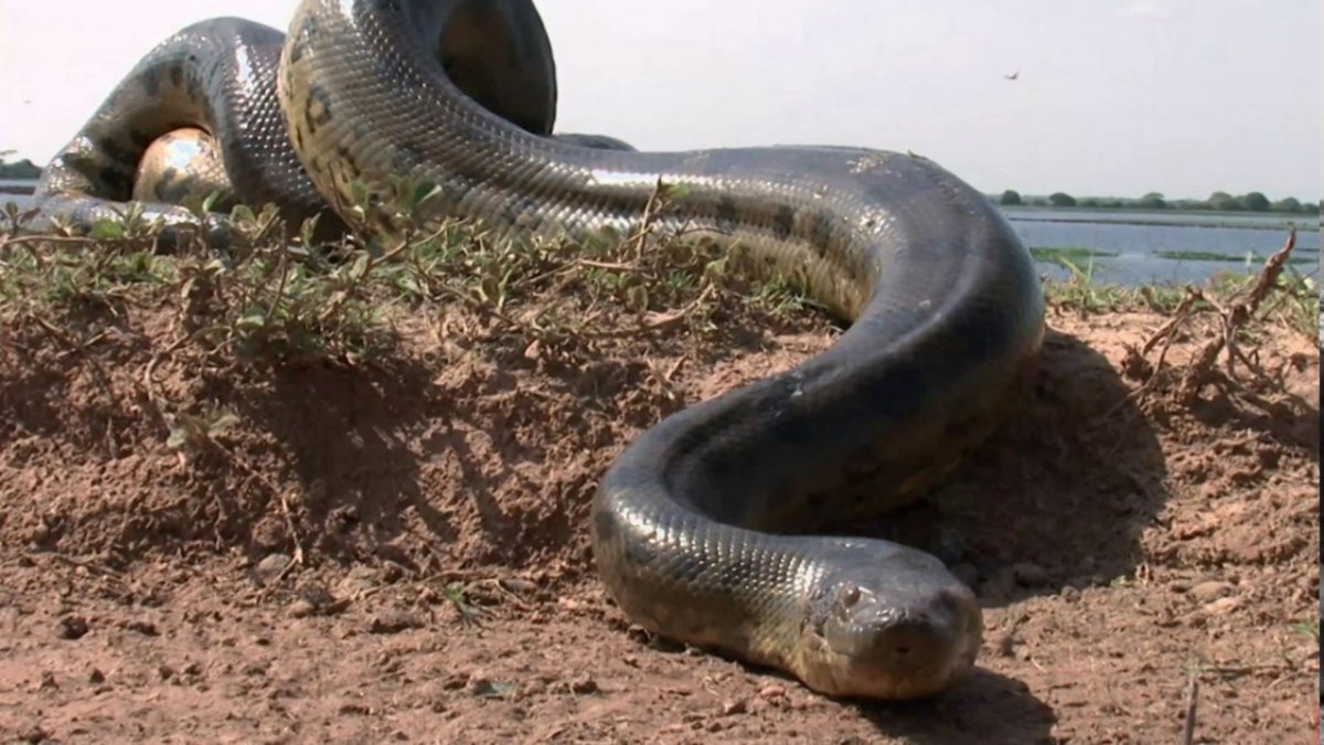 Анаконда в джунглях