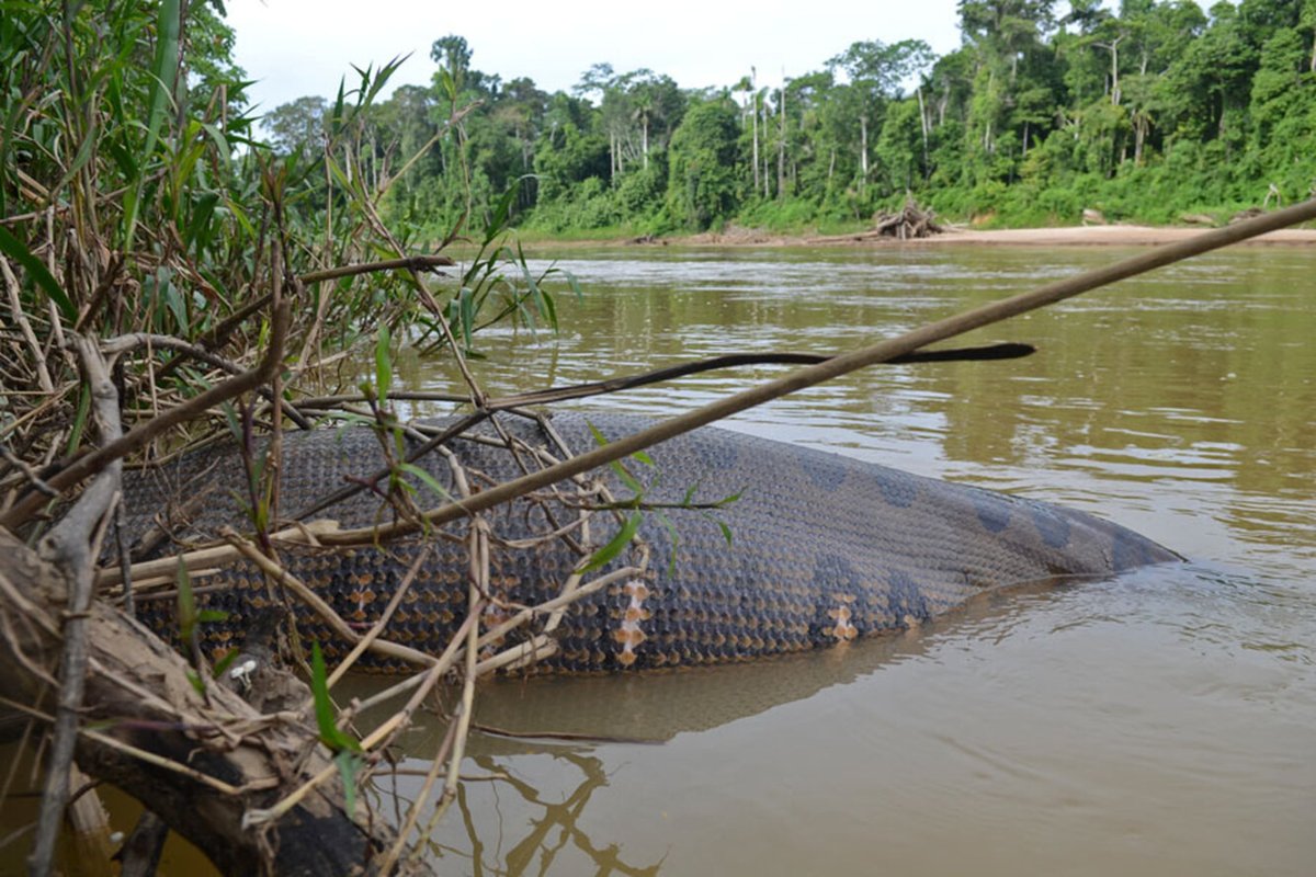 Гигантская зеленая Анаконда