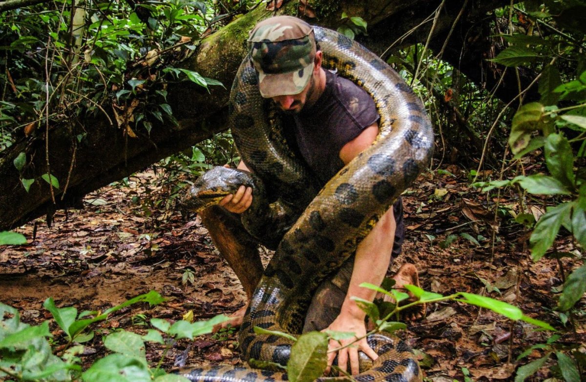 Анаконда в джунглях амазонки