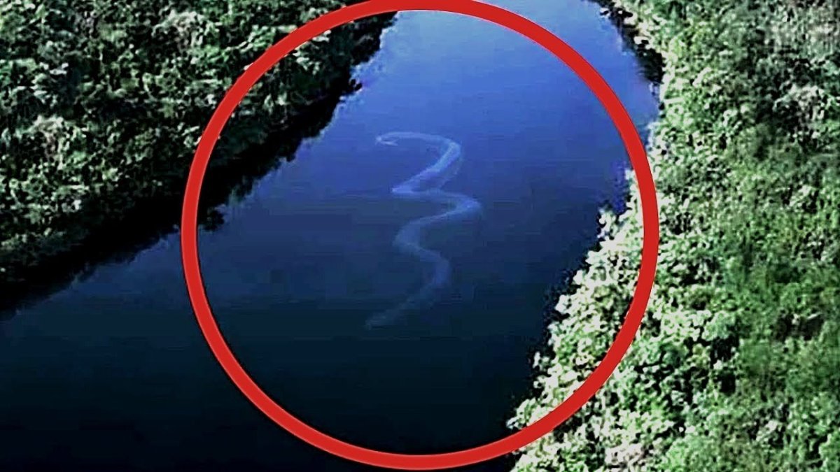 Змея Анаконда гигантская