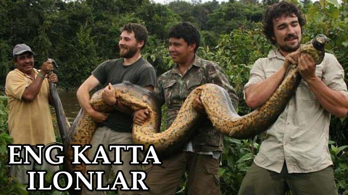 Питон ТИТАНОБОА