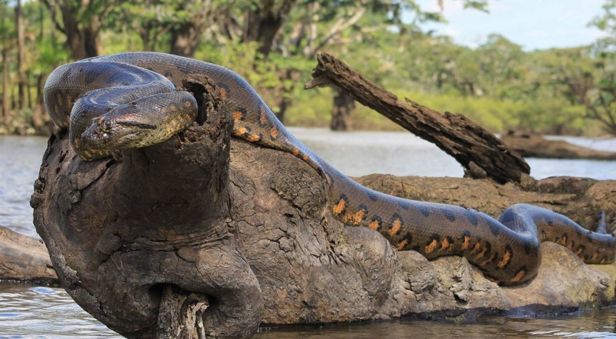 Анаконда змея