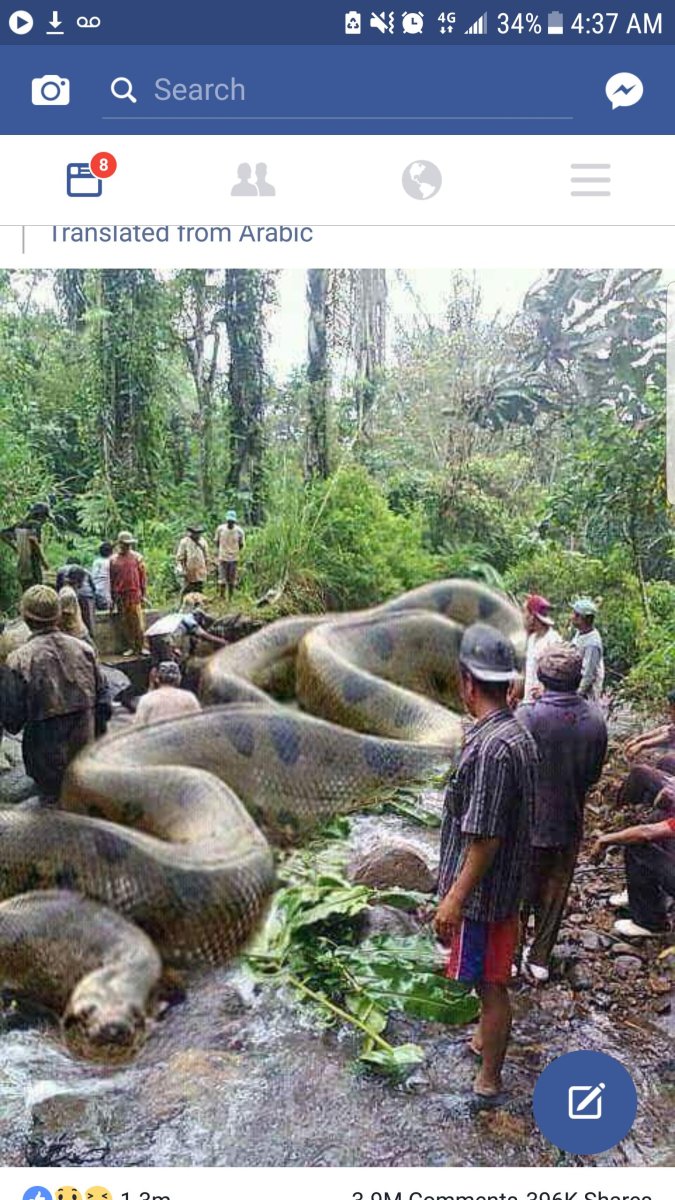 Ядовитая змея Анаконда