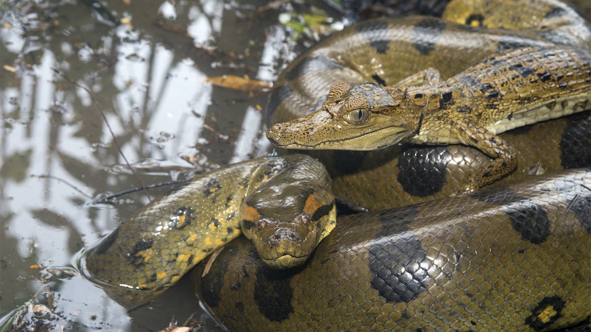 Анаконда брачный период