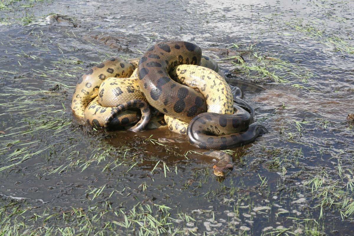 Green Anaconda