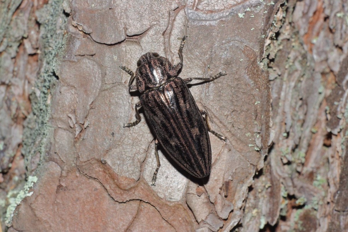 Короед Жук древоточец