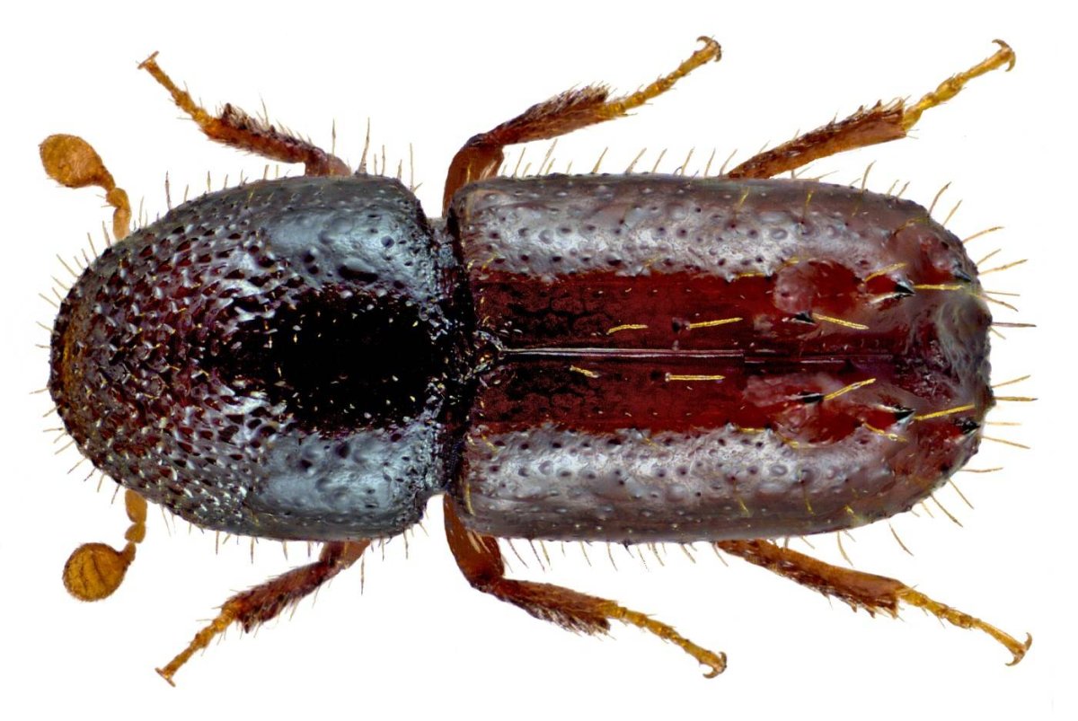 Жук хлебный Точильщик