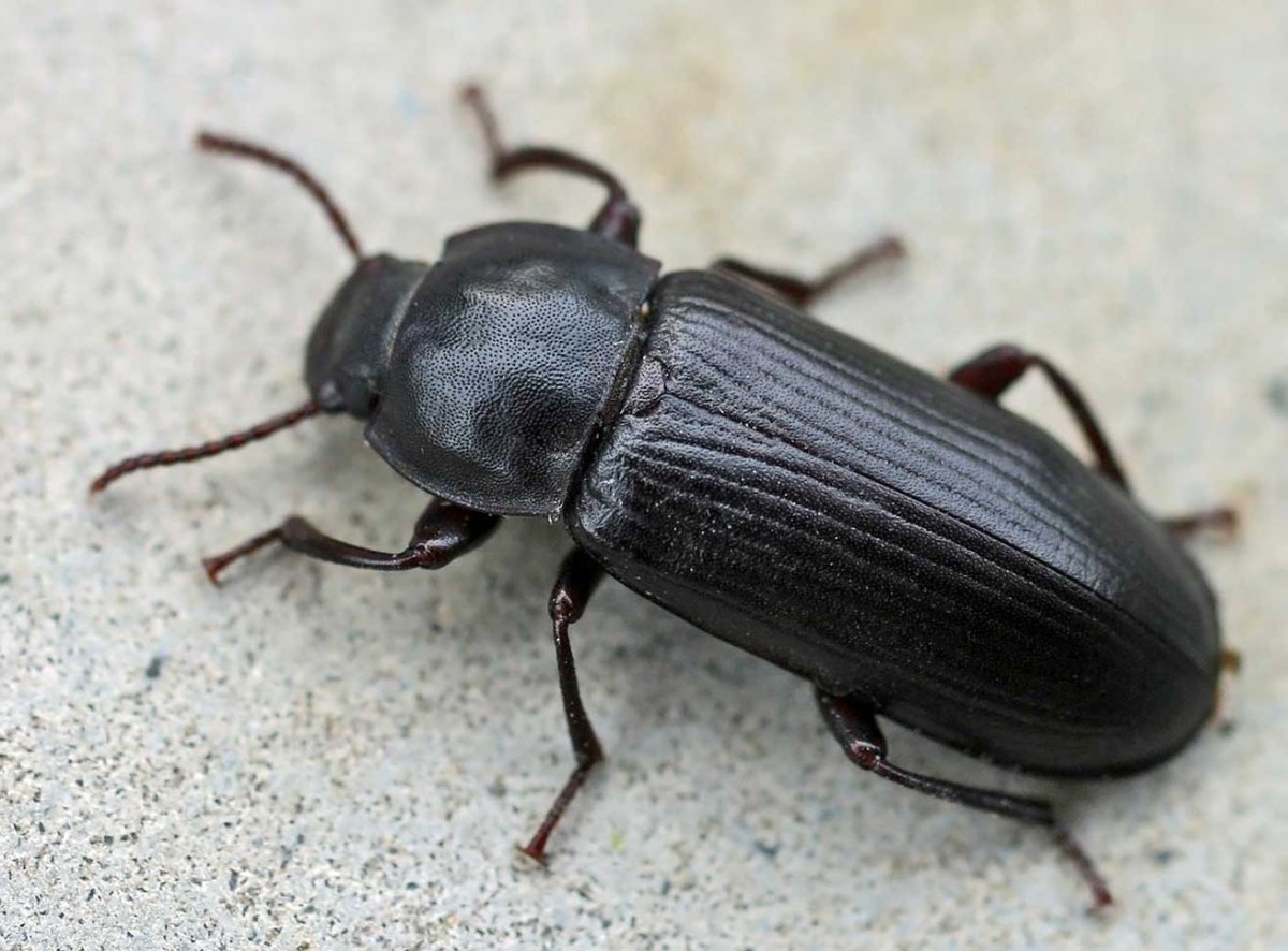 Короед Жук древоточец