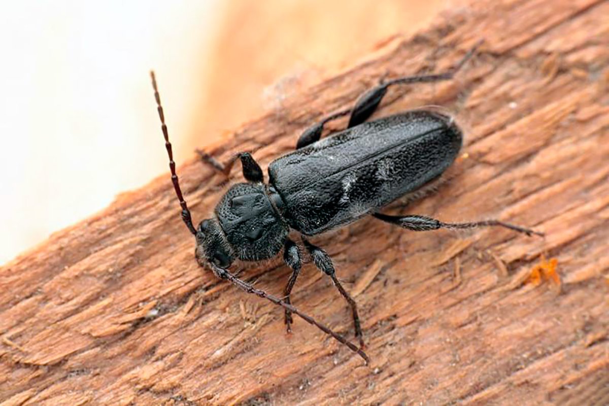 Жук древоточец долгоносик