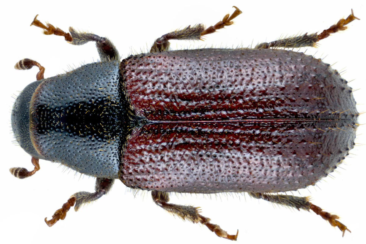 Короед Жук древоточец