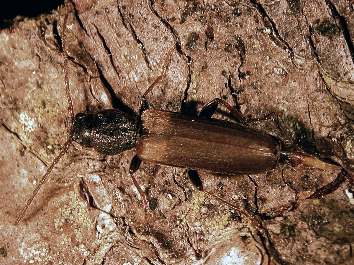 Короед Жук древоточец