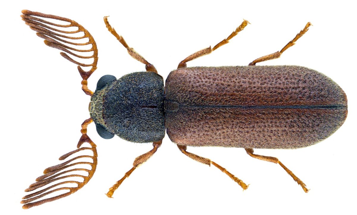 Жук короед Точильщик