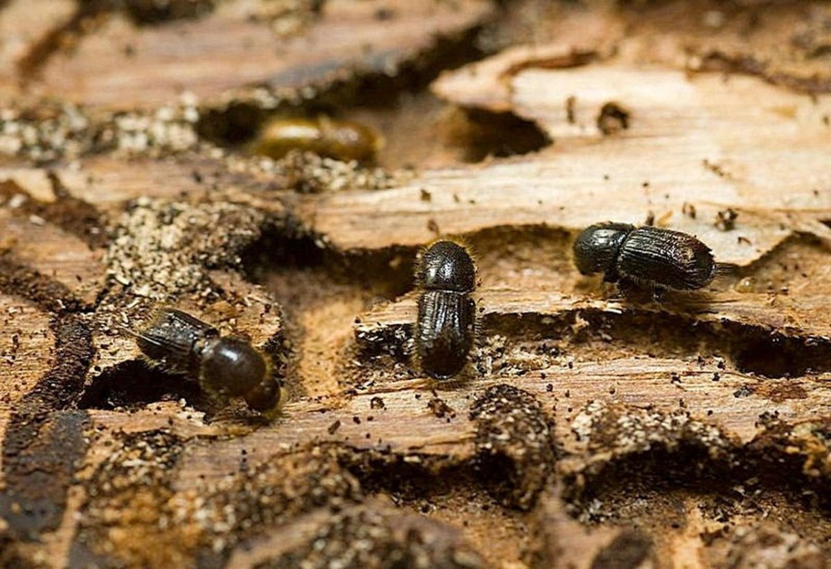 Гравером Pityogenes chalcographus